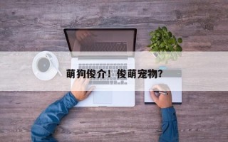 萌狗俊介！俊萌宠物？